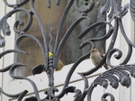 SX19874 Bird on balcony Troyes, France.jpg